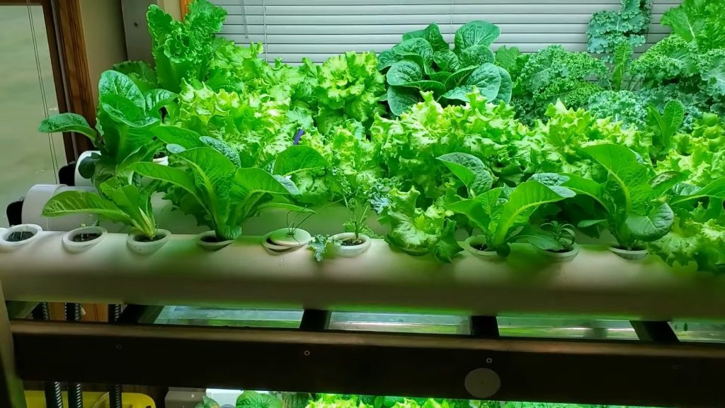 Best Hydroponic Systems for Beginners