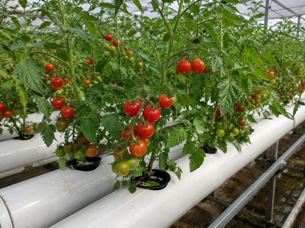 Cherry Tomatoes plant on hydroponic