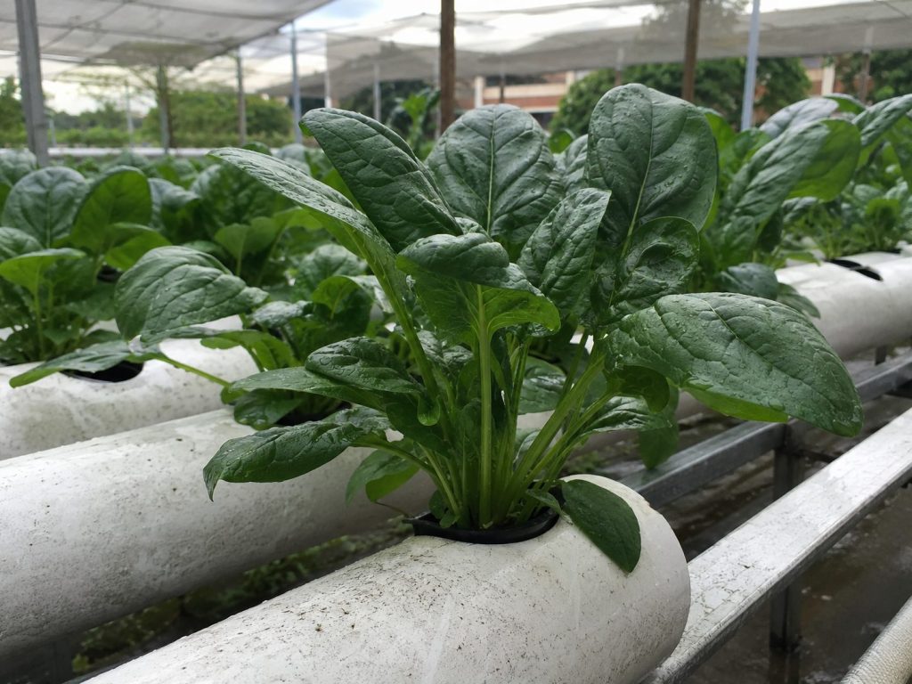 Spinach plant on hydroponic