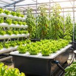 Best Hydroponic Systems