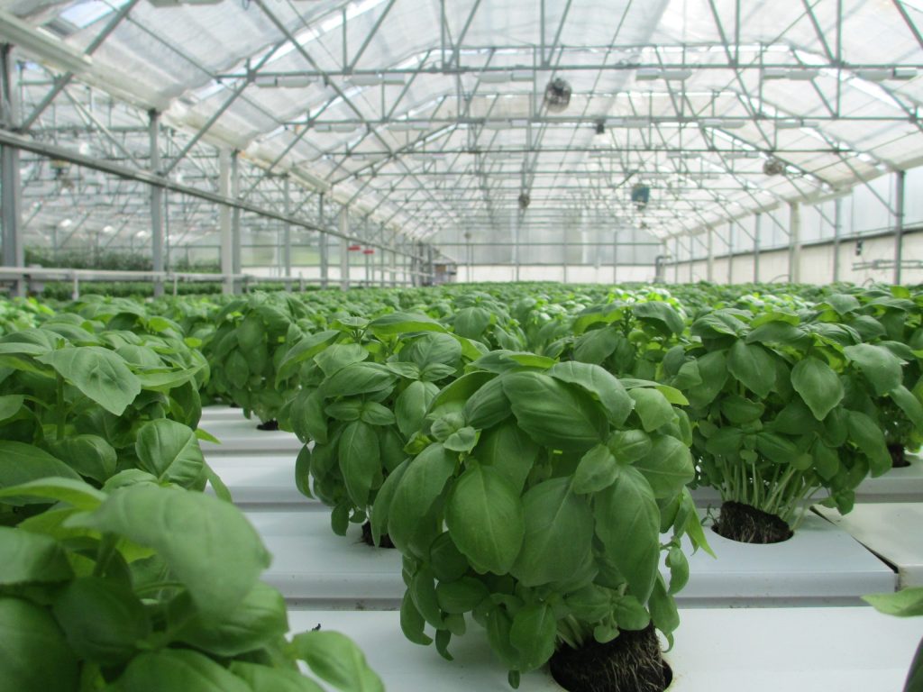 Hydroponic Basil Farming