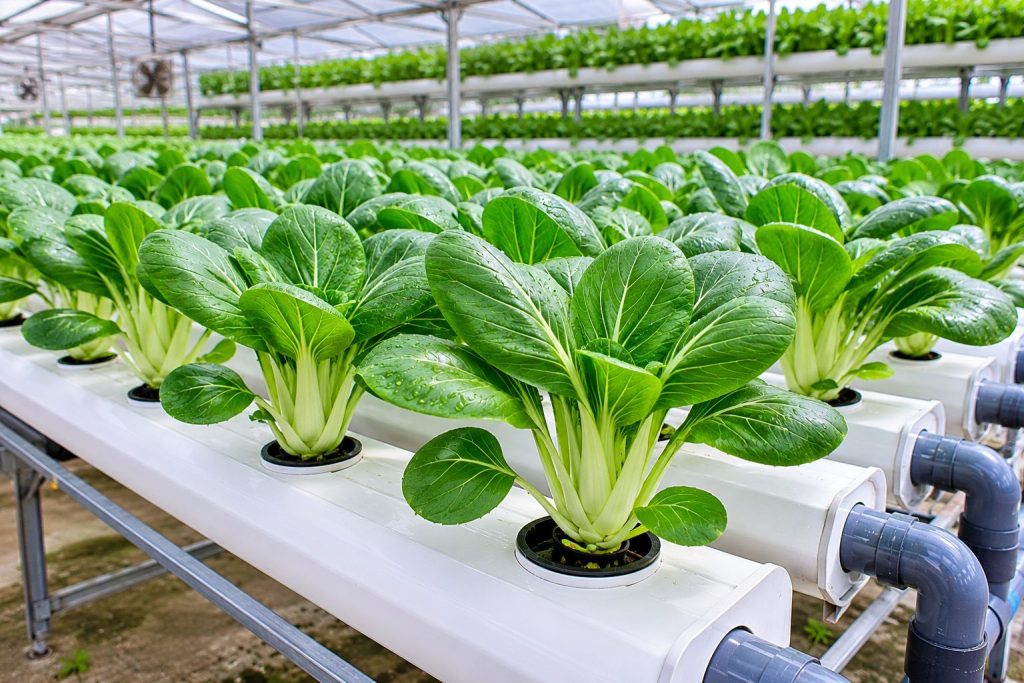 Hydroponic Bok Choy Farming