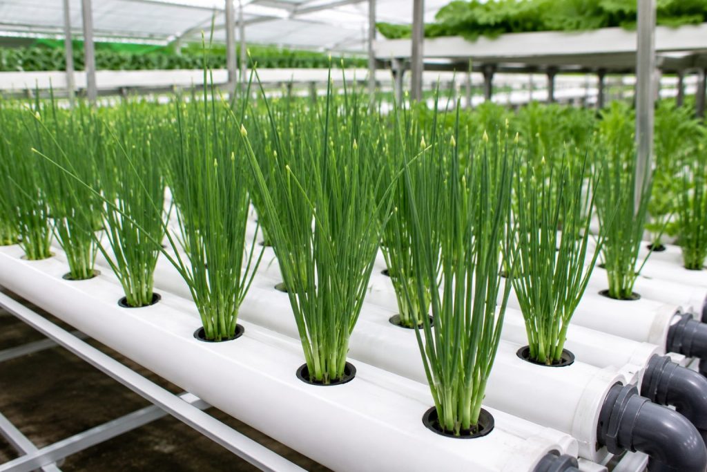 Hydroponic Chives Farming