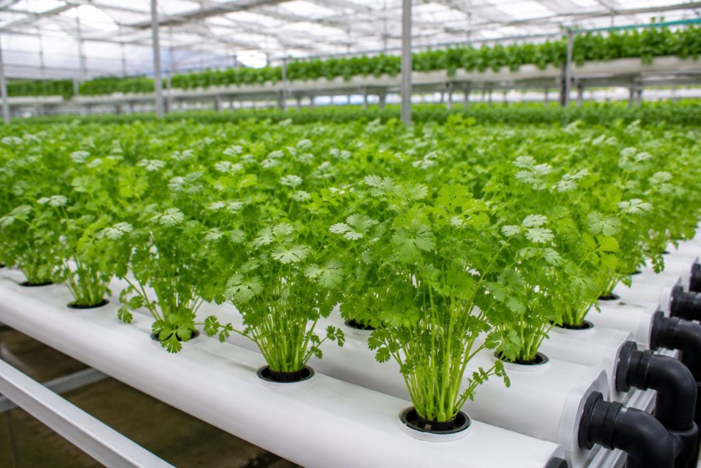Hydroponic Cilantro Farming
