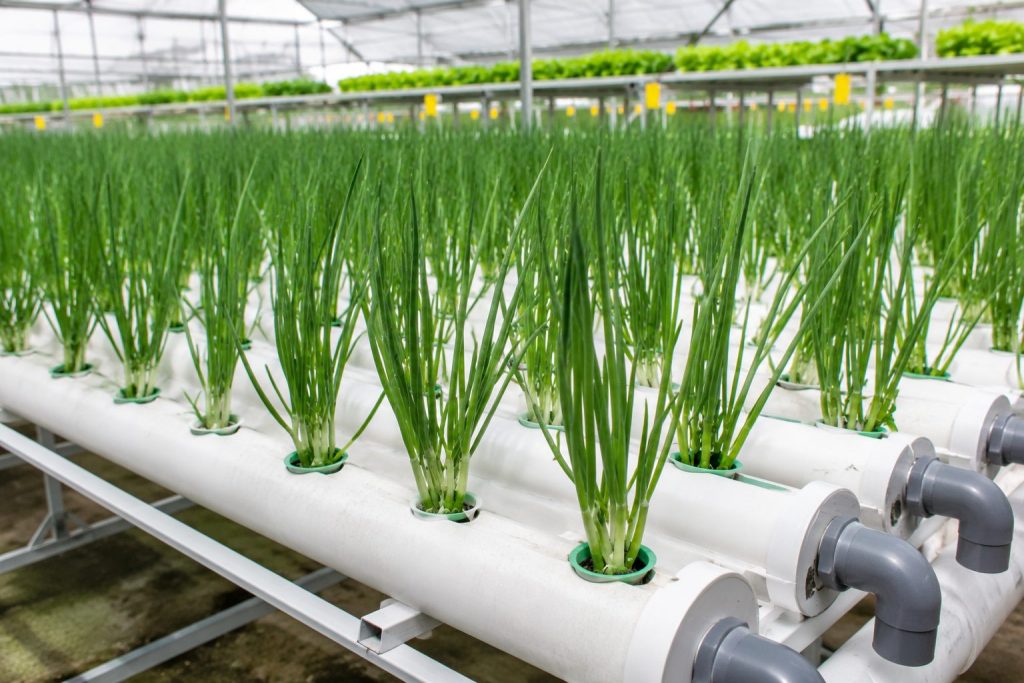 Hydroponic Green Onions Farming
