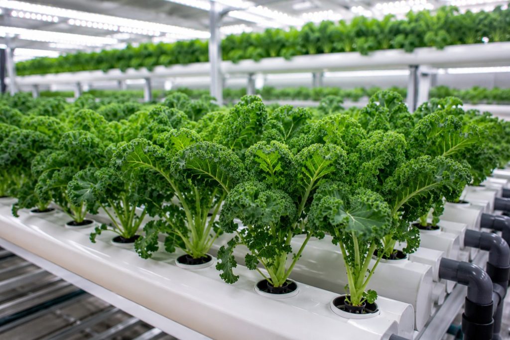 Hydroponic Kale Farming