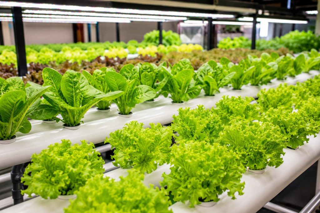 Hydroponic Lettuce Farming