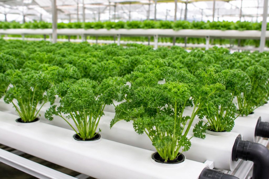 Hydroponic Parsley Farming
