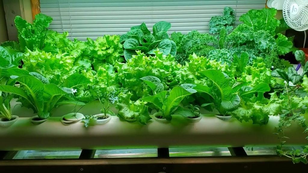 Benefits of Indoor Hydroponics
