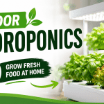 Indoor Hydroponics for Beginners