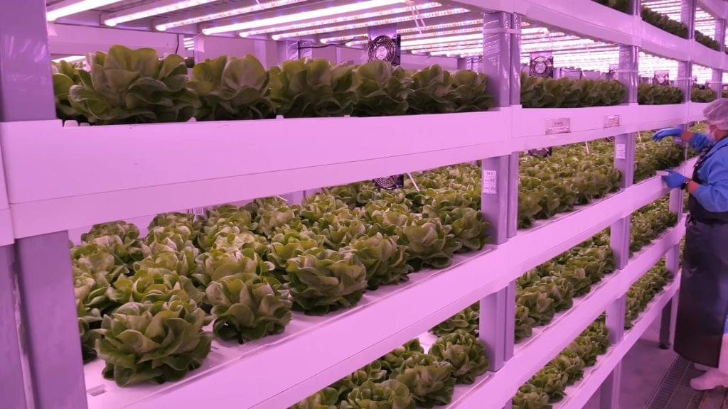 What Is Indoor Hydroponics